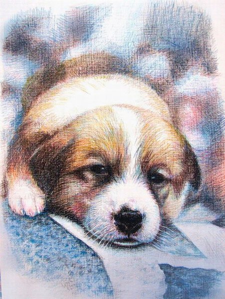 Щенок цветными карандашами