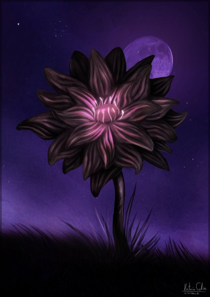 Черный Лотус цветок