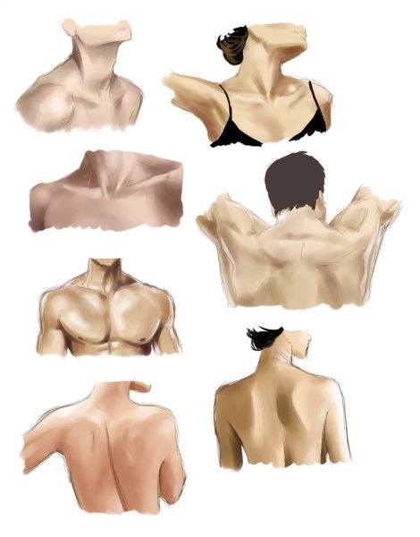 Ключицы референс