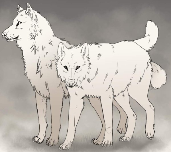 Волк Lineart