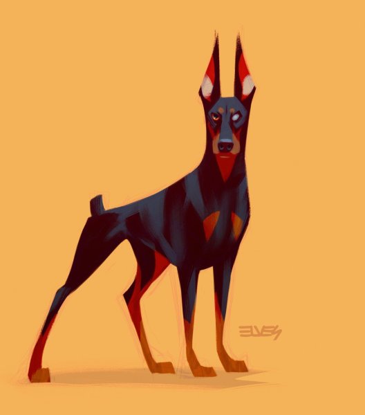 Референсы собак Доберман