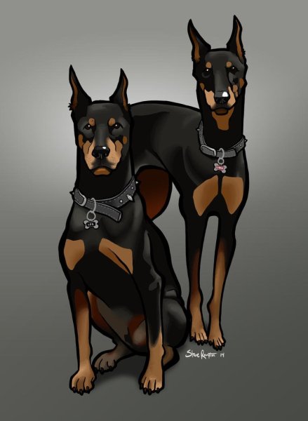 Референс собаки Доберман