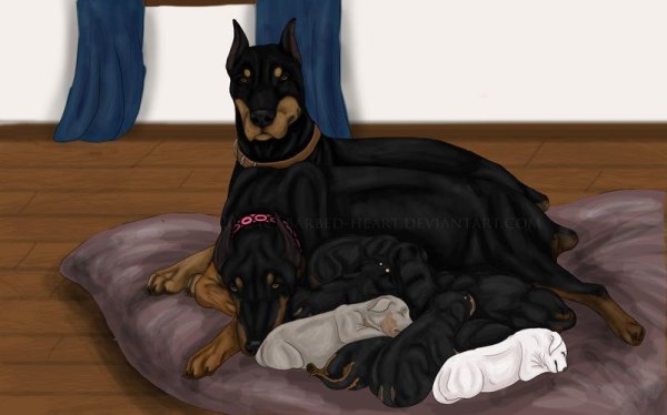 Доберман пинчер референс