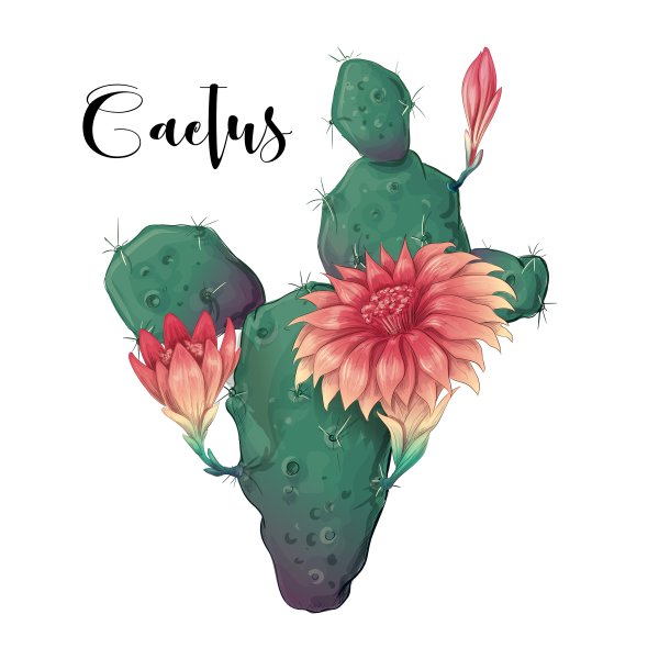 Кактус в пустыне аниме