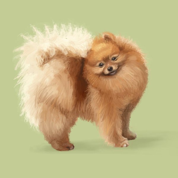 Померанский шпиц портрет