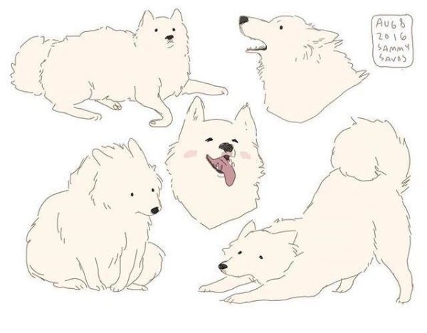 Самоед референс