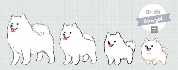 Шпиц референс