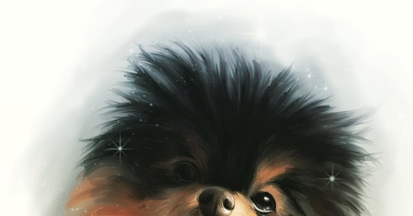 Померанский шпиц аниме