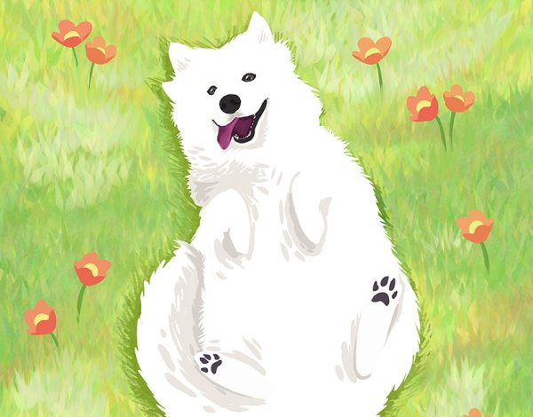 Самоедская лайка рисунок