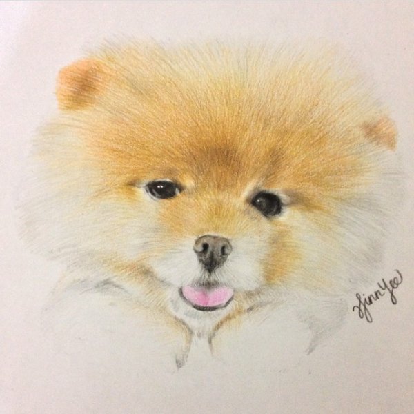 Померанский шпиц рисунок маркером