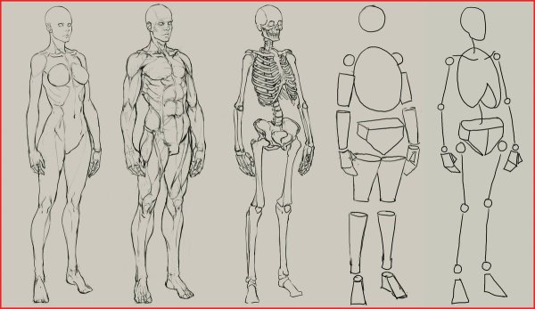 Анатомия человека референс