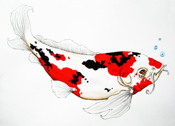 Японский Карп в профиль