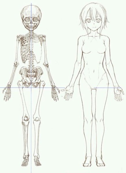 Женская анатомия для рисования