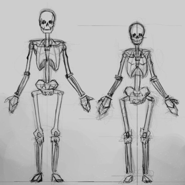 Анатомия человека для рисования скелет