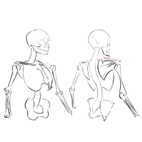 Анатомия скелета референс