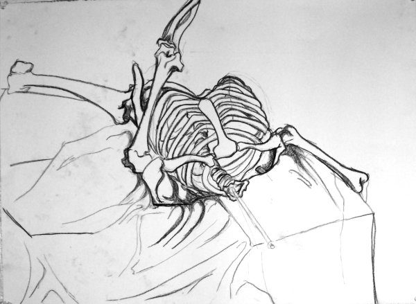 Скелет человека реферанс