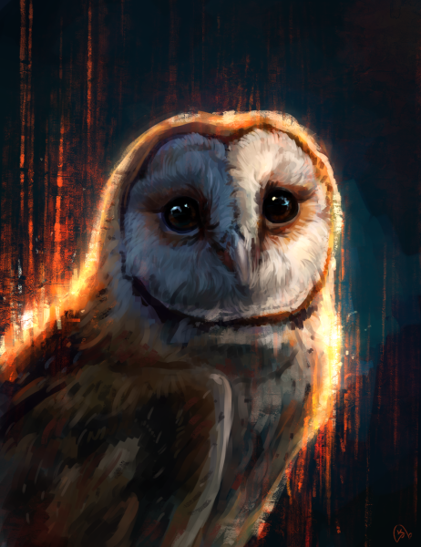 Сова сипуха арт