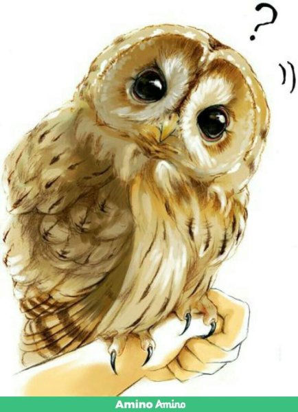 Милые Совы аниме
