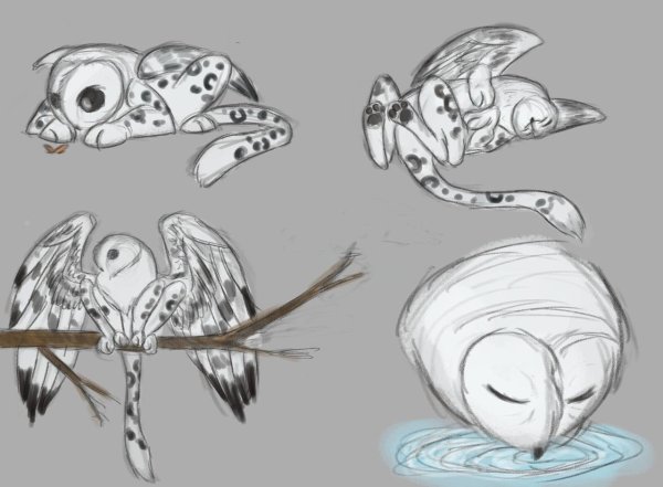 Анатомия Совы для рисования