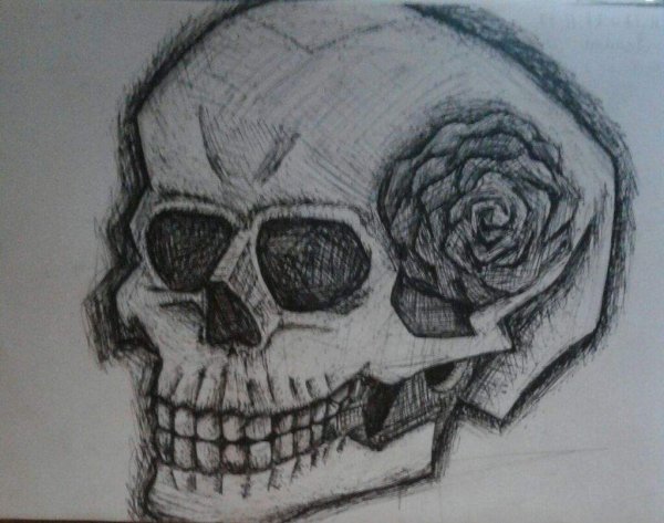 Череп ракурсы