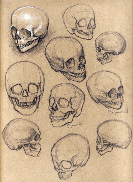 Череп туториал