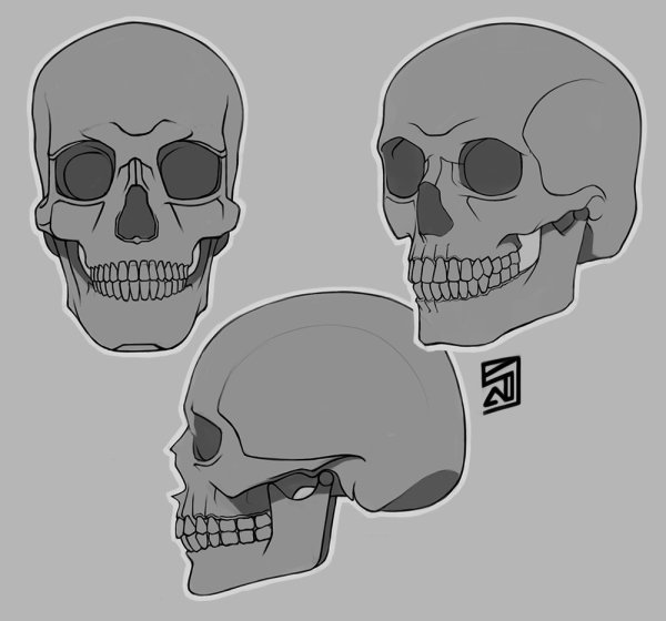 Нарисованный череп на белом фоне