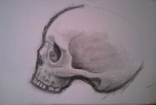 Череп рисовка