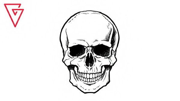 Анатомия черепа для рисования