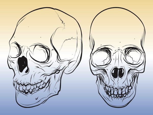 Анатомия черепа для рисования