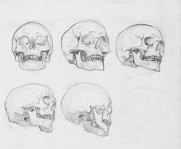 Череп рисунок поэтапно
