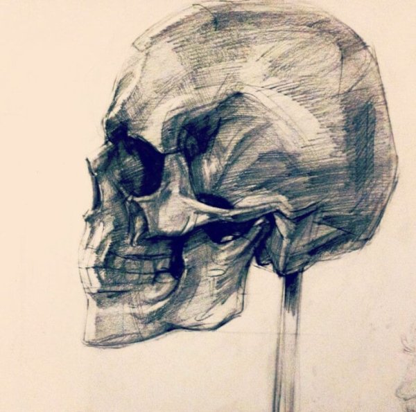 Череп сзади рисунок