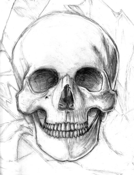 Череп дракона вектор