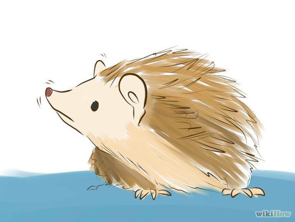 Ёж референс