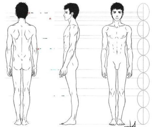 Пропорции мужского тела