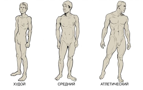 Телосложение типы у мужчин референс