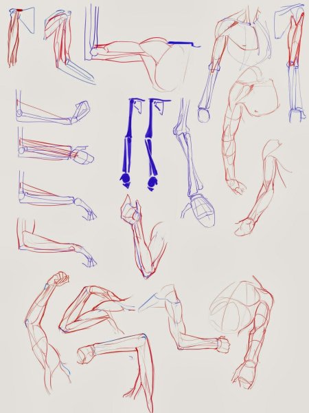 Рука человека анатомия референс