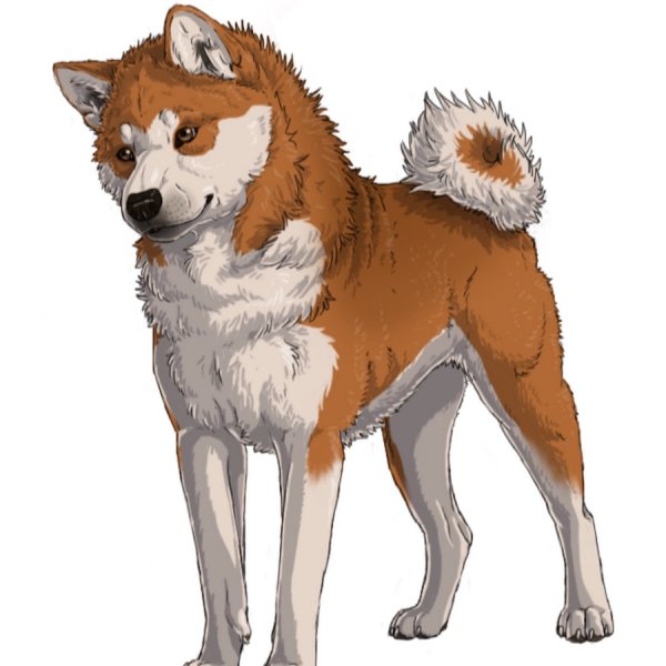 Акита ину иллюстрация