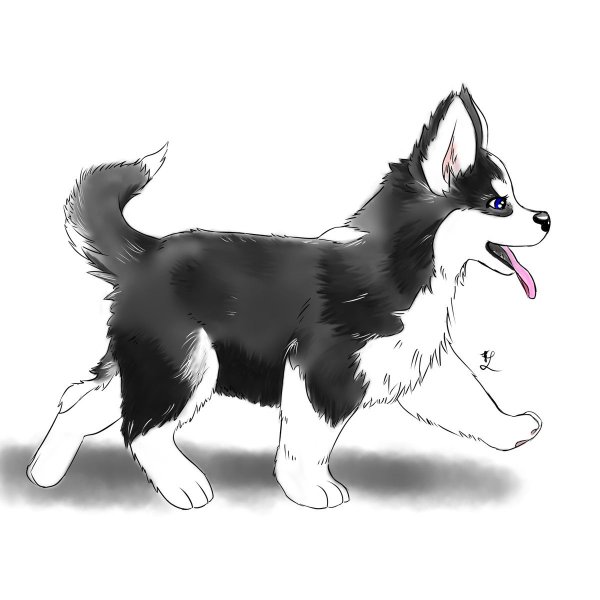 Хаски аниме