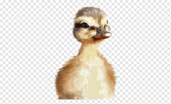 Утки мультяшные милые