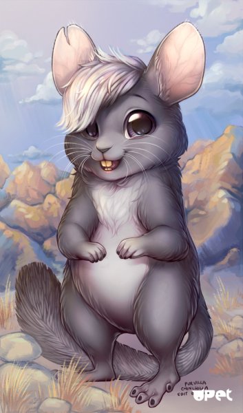 Референсы шиншилл