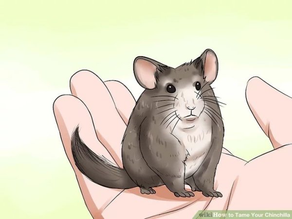 Окрасы шиншилл