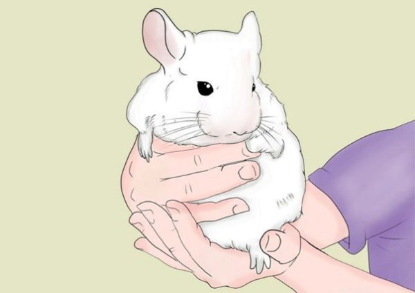 Шиншилла мультяшная