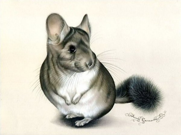 Шиншилла для срисовки