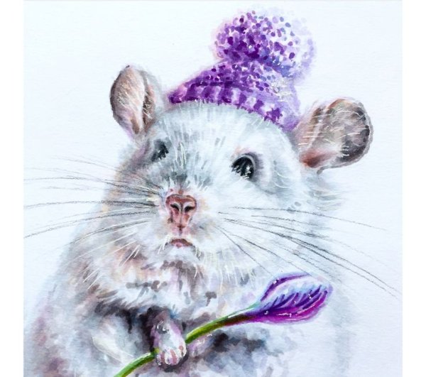 Шиншилла аниме