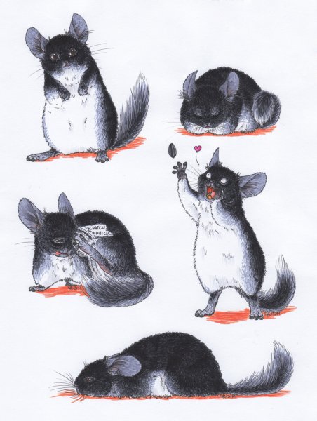 Классные рисунки животных