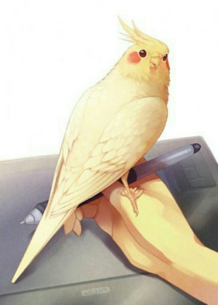 Попугай корелла милый