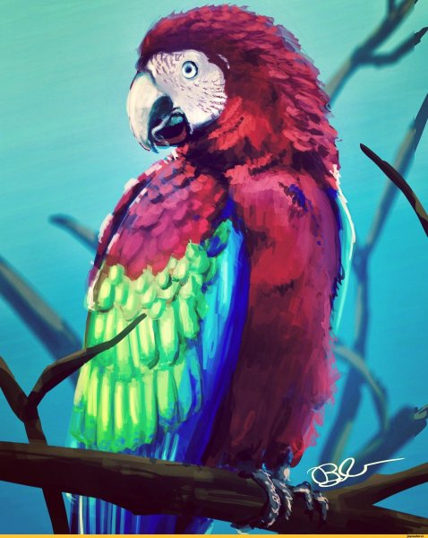 Попугай арт