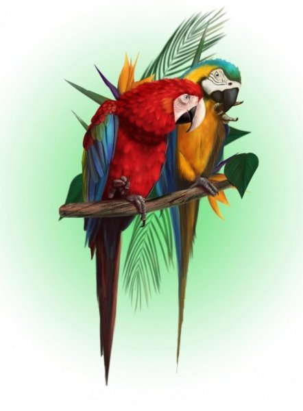 Аниме попугай