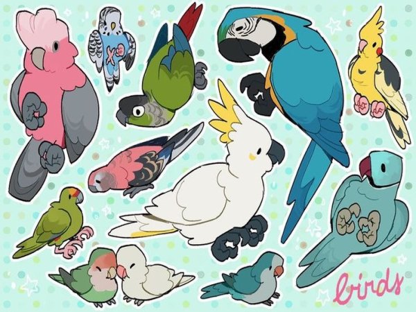 Арты попугаев