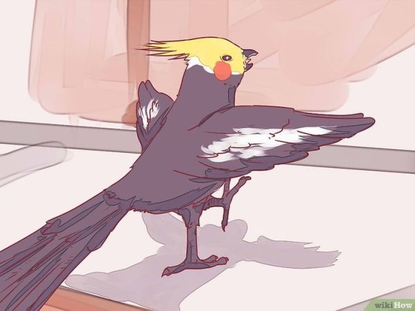 Кореллы арт